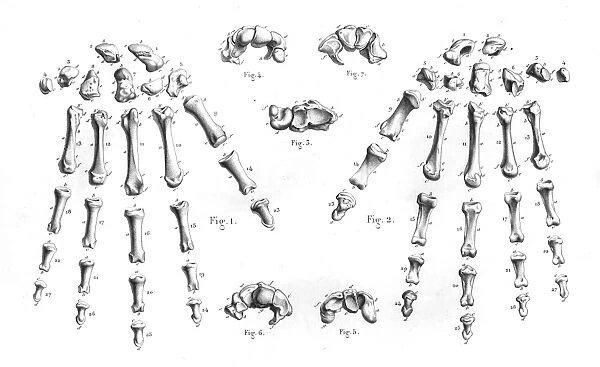 Hand bones anatomy engraving 1866