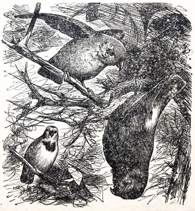 Framed Print : Hand-drawing parrots sitting on branch Framed Print : Hand-drawing parrots sitting on branch