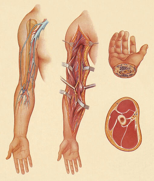 Arm. Hand and Meat Illustration