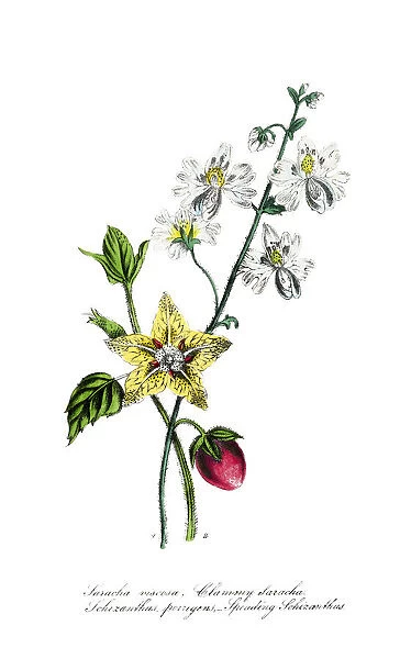 hand painted illustration of ground cherry, Leucophysalis viscosa, and butterfly flower, Schizanthus porrigens