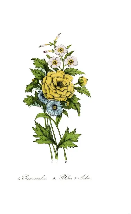 Framed Print : hand painted illustration of Ranunculus, Phlox and Aster