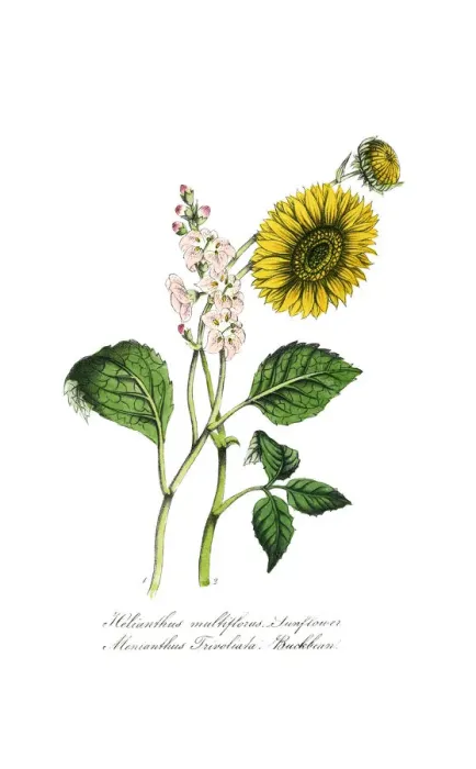 Framed Print : hand painted illustration of sunflower, Helianthus multiflorus, and buckbean, Menyanthus trivoliata Framed Print : hand painted illustration of sunflower, Helianthus multiflorus, and buckbean, Menyanthus trivoliata