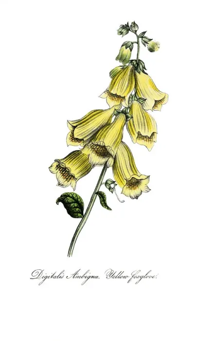 Framed Print : hand painted illustration of yellow foxglove, Digitalis grandiflora Framed Print : hand painted illustration of yellow foxglove, Digitalis grandiflora