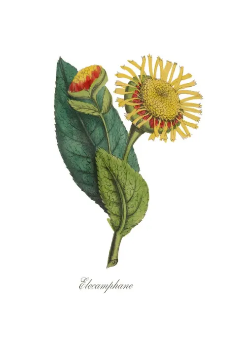 Framed Print : Handcolored Elecamphane, Horse-heal, Victorian Botanical Illustration Framed Print : Handcolored Elecamphane, Horse-heal, Victorian Botanical Illustration