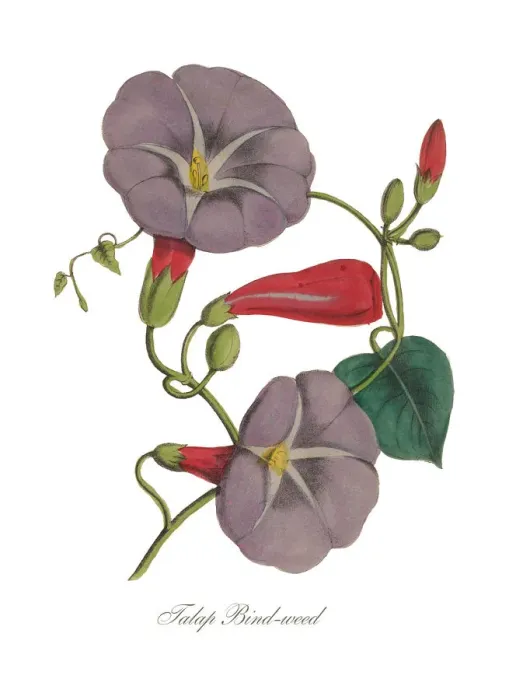 Framed Print : Handcolored Morning Glory, Bindweed, Victorian Botanical Illustration Framed Print : Handcolored Morning Glory, Bindweed, Victorian Botanical Illustration