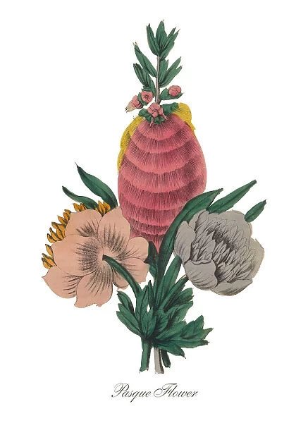 Handcolored Pasque Flower Victorian Botanical Illustration