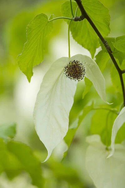 Handkerchief tree -Davidia involucrata- flowers and leaves, native to China