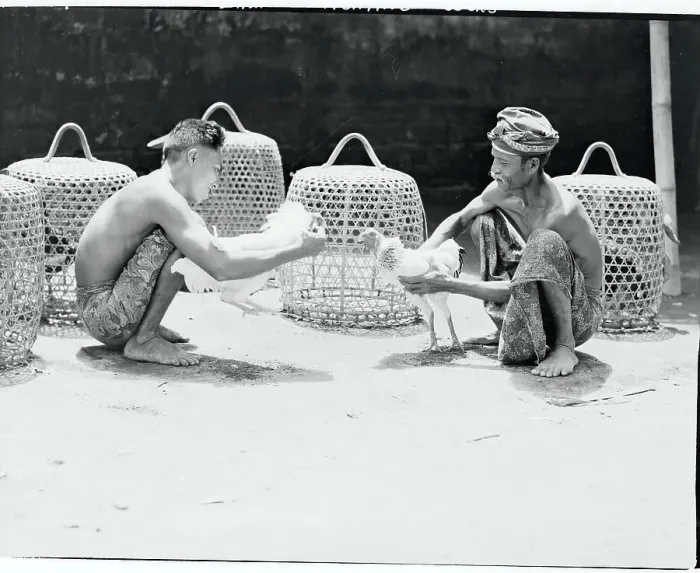 Framed Print : Handlers Restraining Cocks Before Fight Framed Print : Handlers Restraining Cocks Before Fight