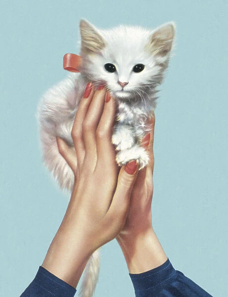 Hands Holding Kitten