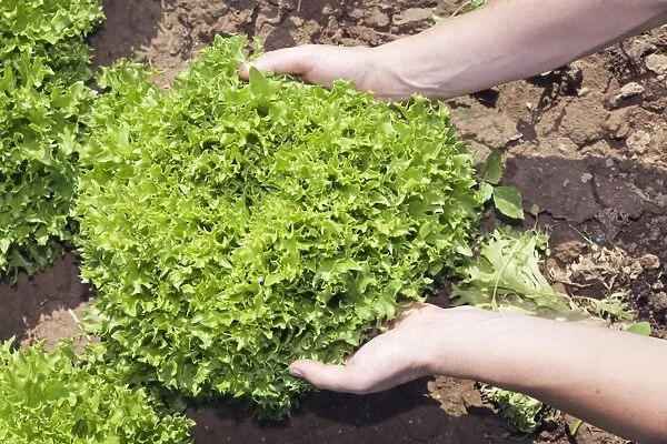 Hands holding a lettuce on a field, Baden-Wurttemberg, Germany