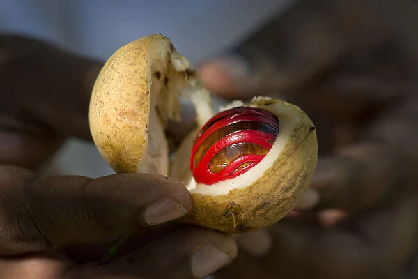 Hands holding a nutmeg with mace -Myristica fragrans- in its shell, Peermade, Kerala, India