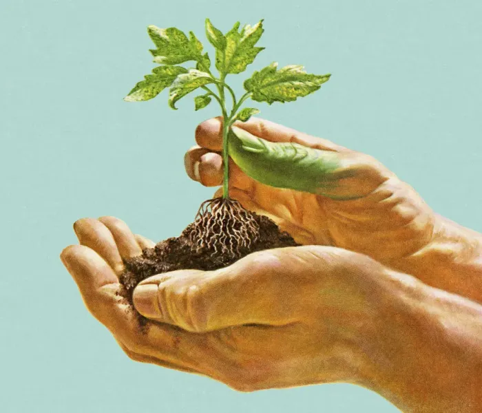 Framed Print : Hands Holding Seedling Framed Print : Hands Holding Seedling