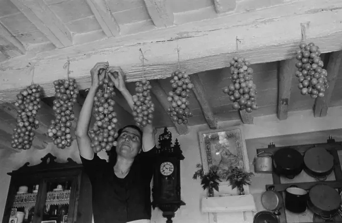 Framed Print : Hanging Tomatoes Framed Print : Hanging Tomatoes