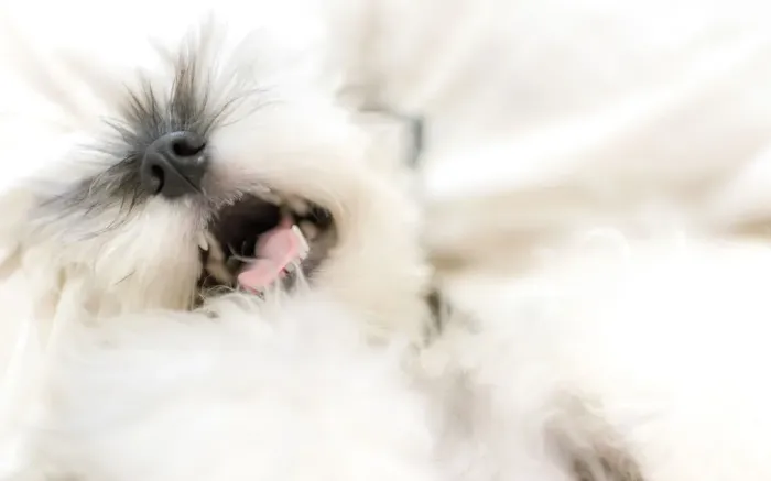 Framed Print : Happy Miniature Schnauzer lying on a bed Framed Print : Happy Miniature Schnauzer lying on a bed