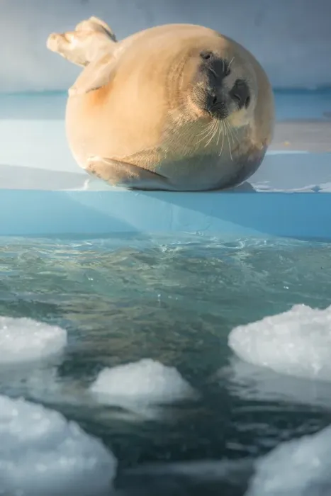 Framed Print : Happy Seal in Hokkaido