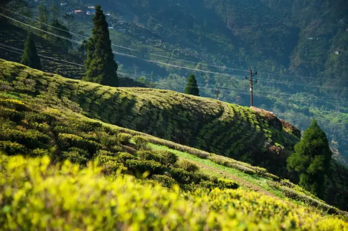Framed Print : Happy Valley Tea Estate, Darjeeling Framed Print : Happy Valley Tea Estate, Darjeeling