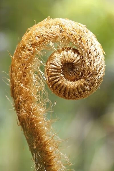 Hapu u pulu fern -Cibotium glaucum-, a fern frond unfurling, Kilauea, Big Island, Hawaii, USA