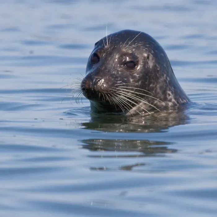 Framed Print : Harbor Seal (Phoca vitulina) Framed Print : Harbor Seal (Phoca vitulina)