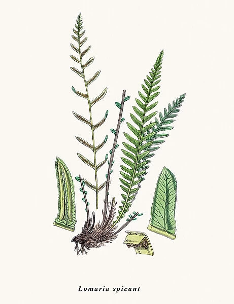 Hard fern. Photographic image of an original antique illustration by Sowerby