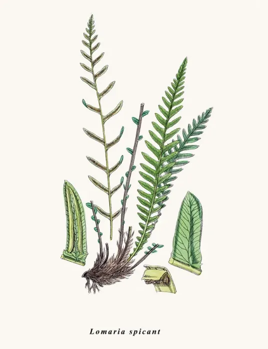 Framed Print : Hard fern. Photographic image of an original antique illustration by Sowerby Framed Print : Hard fern. Photographic image of an original antique illustration by Sowerby