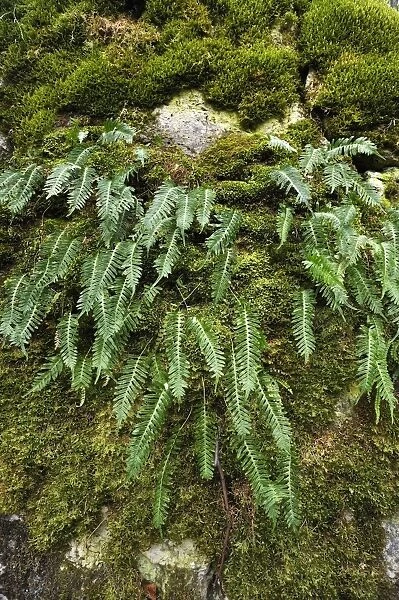 Hard Shield Fern -Polystichum aculeatum- on a moss-covered rock, Hiltpoltstein, Upper Franconia, Bavaria, Germany