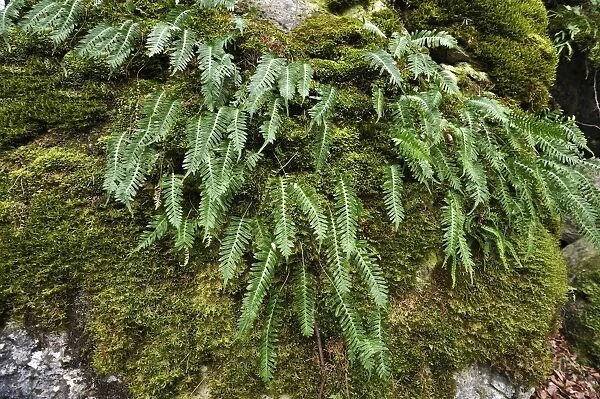 Hard Shield Fern -Polystichum aculeatum- on a moss-covered rock, Hiltpoltstein, Upper Franconia, Bavaria, Germany
