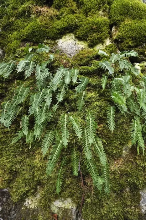 Framed Print : Hard Shield Fern -Polystichum aculeatum- on a moss-covered rock, Hiltpoltstein, Upper Franconia, Bavaria, Germany Framed Print : Hard Shield Fern -Polystichum aculeatum- on a moss-covered rock, Hiltpoltstein, Upper Franconia, Bavaria, Germany