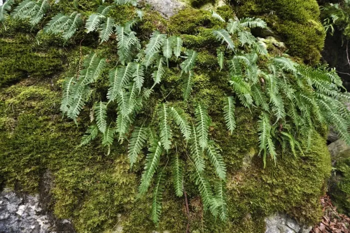 Framed Print : Hard Shield Fern -Polystichum aculeatum- on a moss-covered rock, Hiltpoltstein, Upper Franconia, Bavaria, Germany Framed Print : Hard Shield Fern -Polystichum aculeatum- on a moss-covered rock, Hiltpoltstein, Upper Franconia, Bavaria, Germany