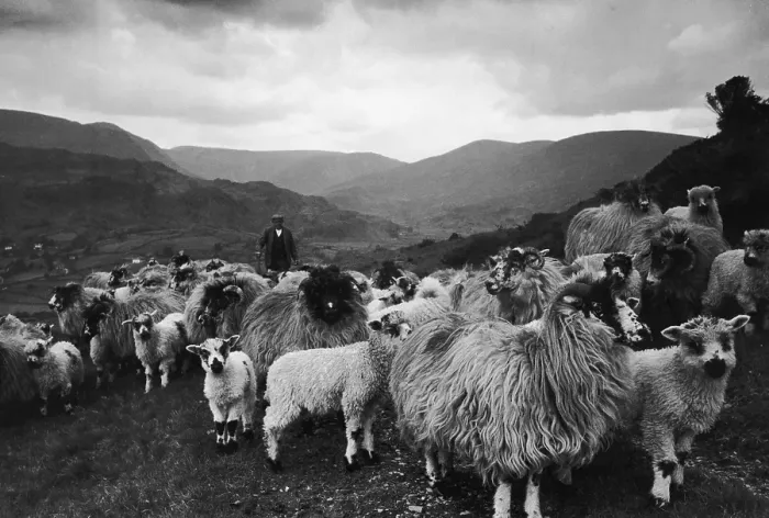 Framed Print : Hardwick Sheep Framed Print : Hardwick Sheep
