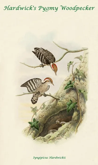 Framed Print : Hardwick's Pygmy Woodpecker Framed Print : Hardwick's Pygmy Woodpecker