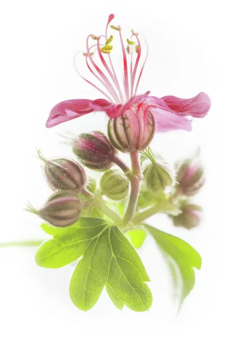 Framed Print : Hardy geranium
