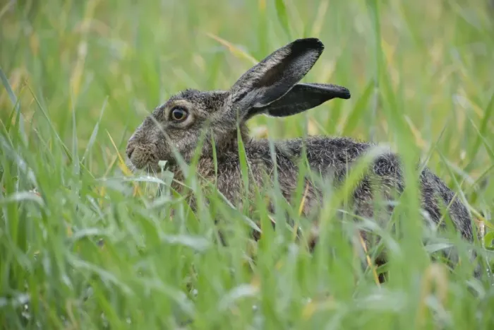 Framed Print : Hare -Lepus europaeus-, Emsland, Lower Saxony, Germany