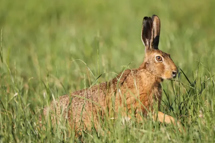 Framed Print : Hare -Lepus europaeus- in a meadow, Allgau, Bavaria, Germany