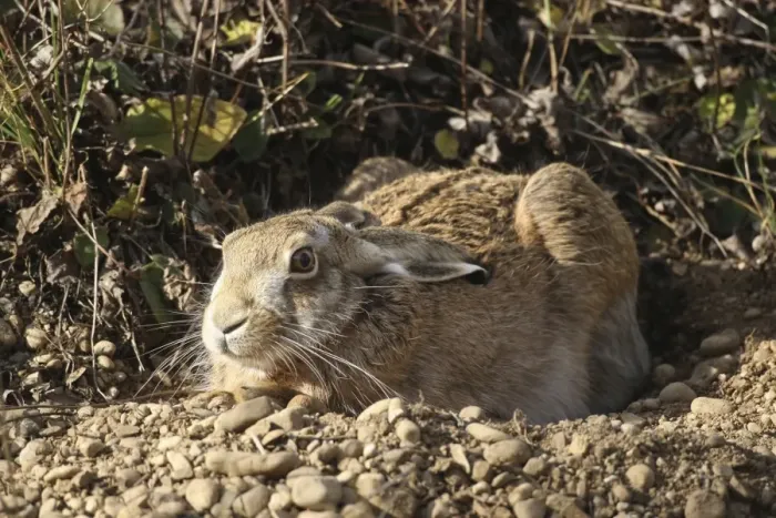 Framed Print : Hare -Lepus europaeus- in shallow depression or form on the ground, Allgaeu, Bavaria, Germany, Europe Framed Print : Hare -Lepus europaeus- in shallow depression or form on the ground, Allgaeu, Bavaria, Germany, Europe