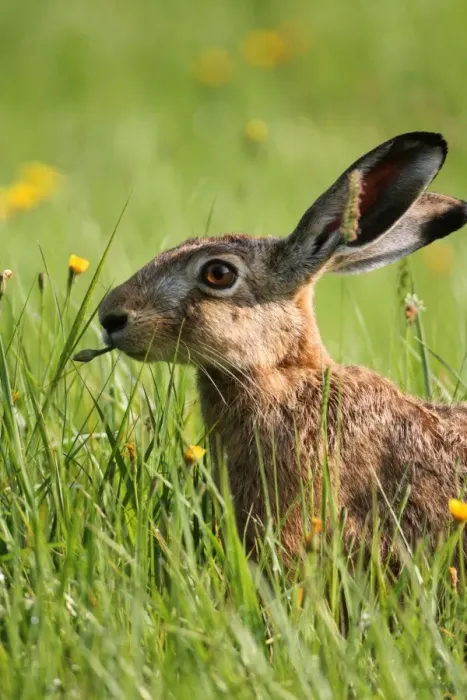 Framed Print : Hare -Lepus europaeus- on a summer meadow, Allgaeu, Bavaria, Germany, Europe