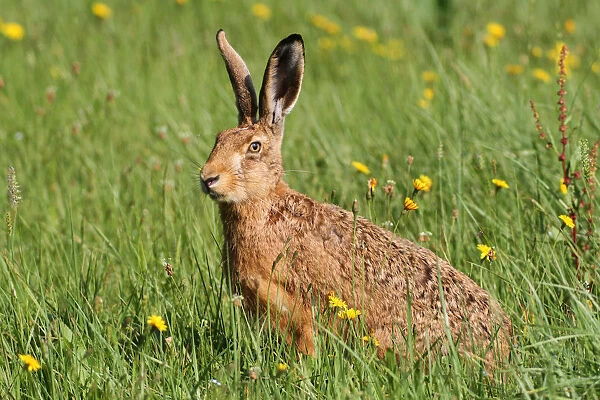 Hare -Lepus europaeus- on a summer meadow, Allgaeu, Bavaria, Germany, Europe