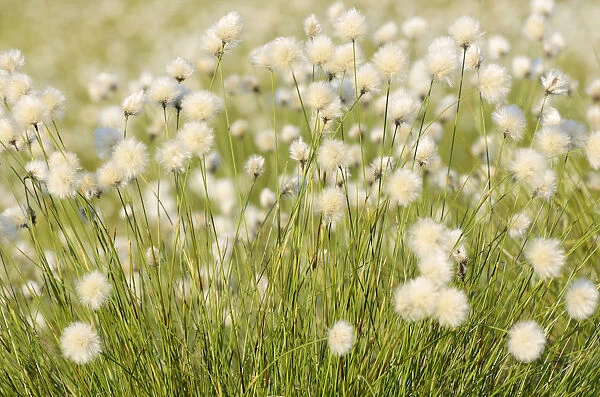 Hare s-tail Cottongrass, Tussock Cottongrass or Sheathed Cottonsedge -Eriophorum vaginatum L. - in flower, near Rosenheim, Bavaria, Germany, Europe