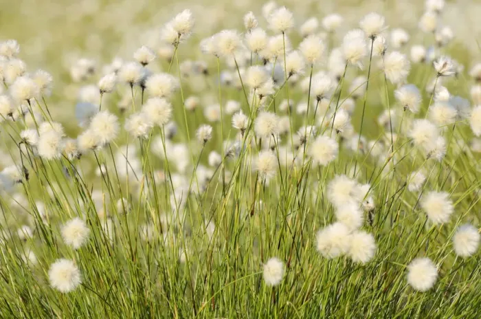 Framed Print : Hare s-tail Cottongrass, Tussock Cottongrass or Sheathed Cottonsedge -Eriophorum vaginatum L. - in flower, near Rosenheim, Bavaria, Germany, Europe Framed Print : Hare s-tail Cottongrass, Tussock Cottongrass or Sheathed Cottonsedge -Eriophorum vaginatum L. - in flower, near Rosenheim, Bavaria, Germany, Europe