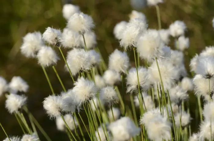 Framed Print : Hare s-tail Cottongrass, Tussock Cottongrass or Sheathed Cottonsedge -Eriophorum vaginatum L. -, near Rosenheim, Bavaria, Germany, Europe Framed Print : Hare s-tail Cottongrass, Tussock Cottongrass or Sheathed Cottonsedge -Eriophorum vaginatum L. -, near Rosenheim, Bavaria, Germany, Europe