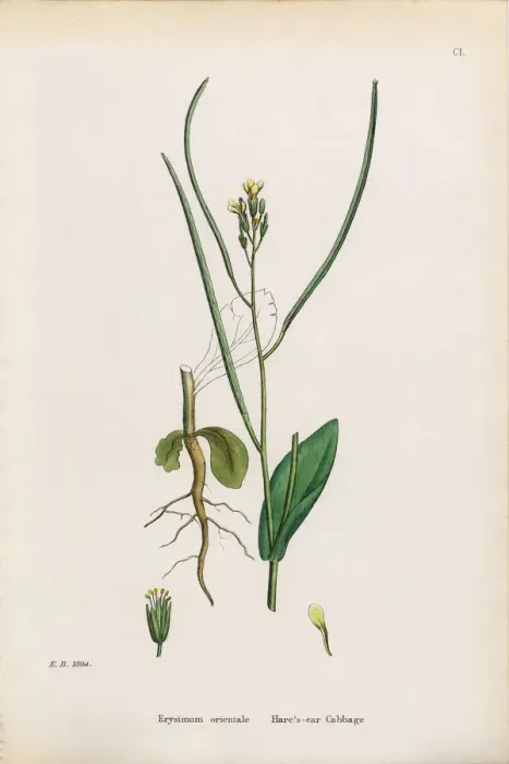 Framed Print : Hareas Ear Cabbage, Erysimum orientale, Victorian Botanical Illustration, 1863 Framed Print : Hareas Ear Cabbage, Erysimum orientale, Victorian Botanical Illustration, 1863