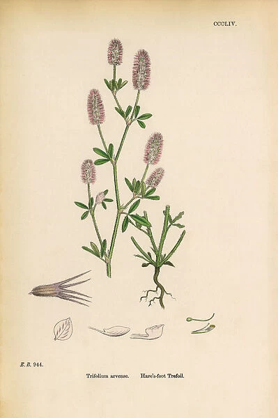 Hareas-foot Trefoil, Trifolium arvense, Victorian Botanical Illustration, 1863
