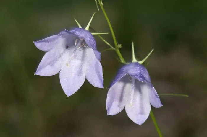 Framed Print : Harebell -Campanula rotundifolia-, blossoms, Untergroeningen, Baden-Wuerttemberg, Germany, Europe Framed Print : Harebell -Campanula rotundifolia-, blossoms, Untergroeningen, Baden-Wuerttemberg, Germany, Europe