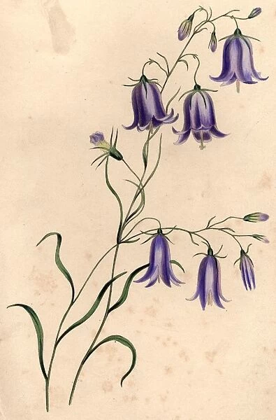 Harebells. circa 1800: Blue harebells. (Photo by Hulton Archive / Getty Images)