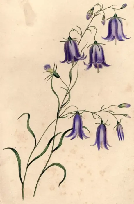 Framed Print : Harebells. circa 1800: Blue harebells. (Photo by Hulton Archive / Getty Images) Framed Print : Harebells. circa 1800: Blue harebells. (Photo by Hulton Archive / Getty Images)