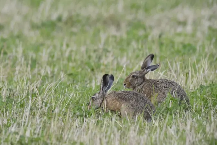 Framed Print : Two Hares -Lepus europaeus-, Emsland, Lower Saxony, Germany Framed Print : Two Hares -Lepus europaeus-, Emsland, Lower Saxony, Germany