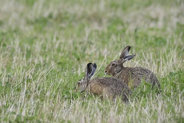 Two Hares -Lepus europaeus-, Emsland, Lower Saxony, Germany
