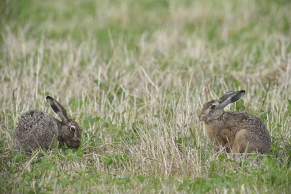 Two Hares -Lepus europaeus-, Emsland, Lower Saxony, Germany
