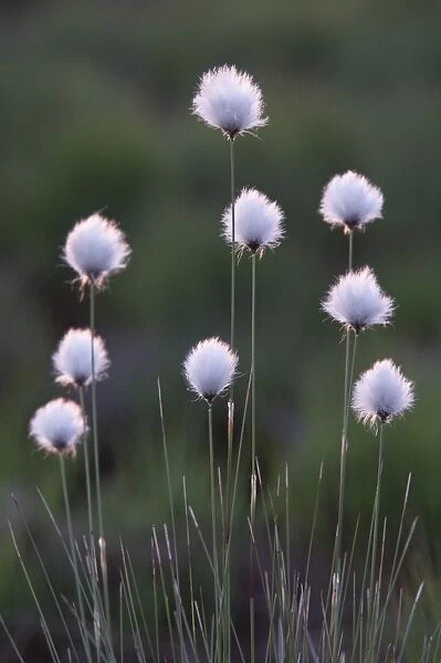 Hares-tail Cottongrass, Tussock Cottongrass, Sheathed Cottonsedge -Eriophorum vaginatum-, Emsland, Germany, Europe
