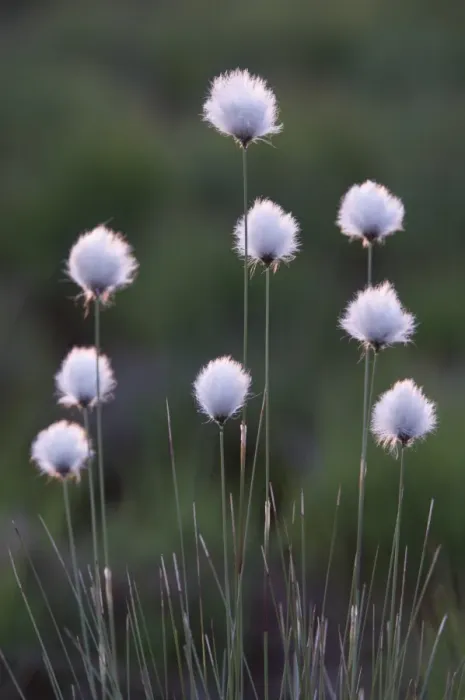 Framed Print : Hares-tail Cottongrass, Tussock Cottongrass, Sheathed Cottonsedge -Eriophorum vaginatum-, Emsland, Germany, Europe Framed Print : Hares-tail Cottongrass, Tussock Cottongrass, Sheathed Cottonsedge -Eriophorum vaginatum-, Emsland, Germany, Europe