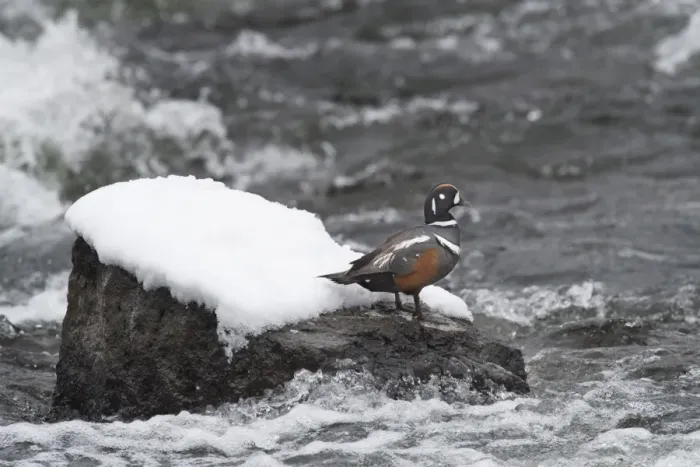 Framed Print : Harlequin Duck on a mid-stream rock Framed Print : Harlequin Duck on a mid-stream rock